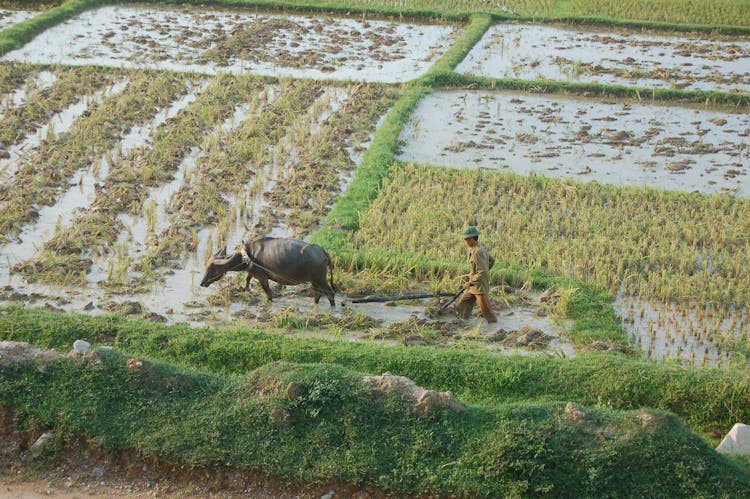 A Farmer And Carabao Farming On Land