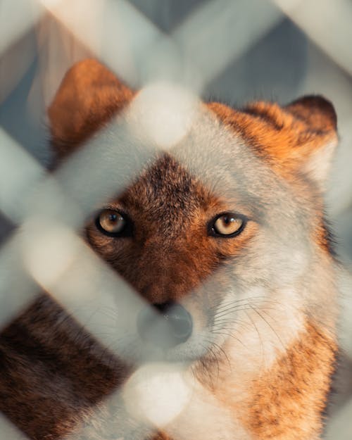 Dog behind Mesh