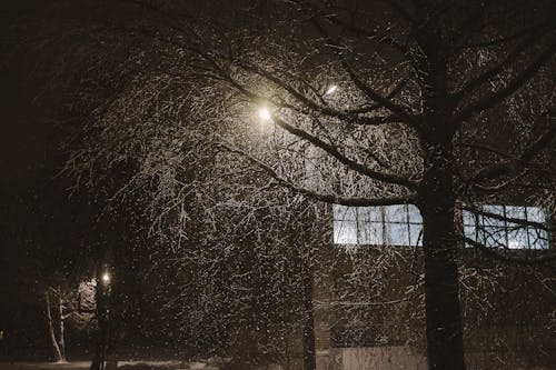 Безкоштовне стокове фото на тему «голисте дерево, зима, ліхтарний стовп»