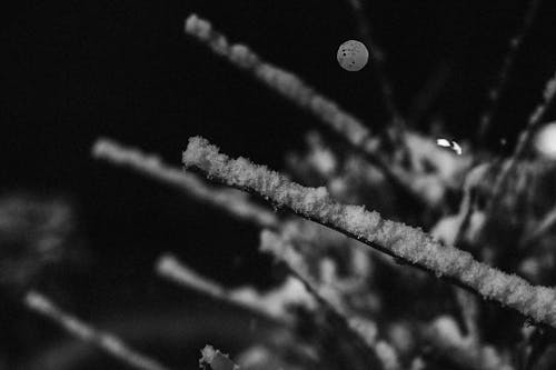 Fotobanka s bezplatnými fotkami na tému mráz, noc, selektívne zaostrenie