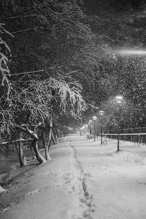 Fotos de stock gratuitas de árboles sin hojas, blanco y negro, caída de nieve