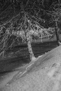 Black and white photo of snow-covered trees during nighttime snowfall.