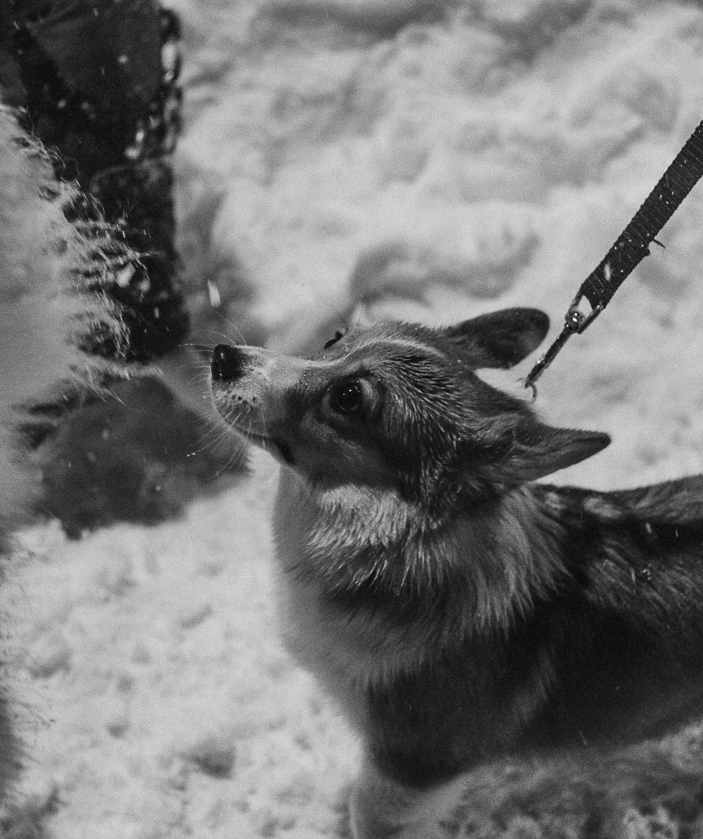 grayscale photo of a dog on snow covered ground