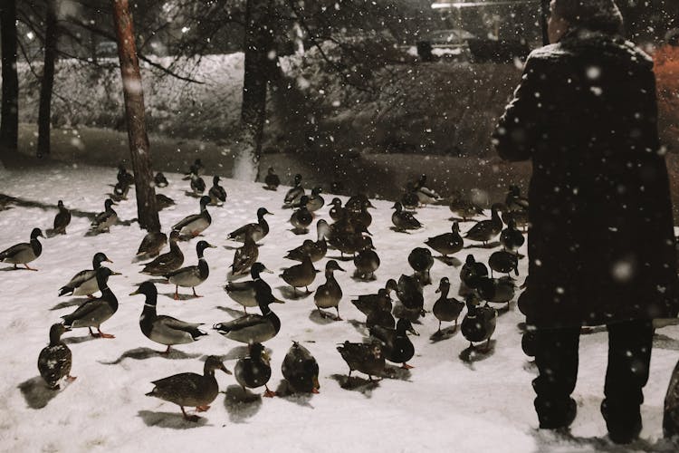 Senior Woman Feeding Ducks In Winter At Night 