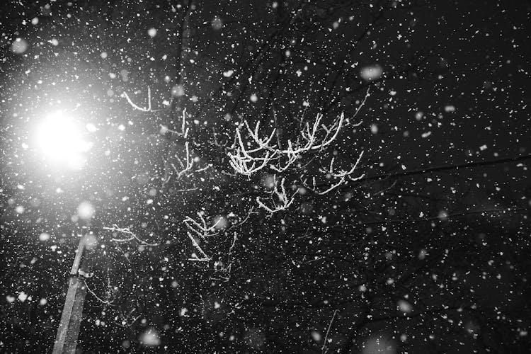 Snowfall Around Branches At Night