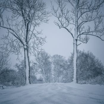 Serene winter landscape with snow-covered trees lining a quiet road.