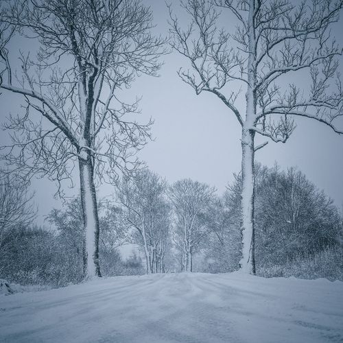 Free Serene winter landscape with snow-covered trees lining a quiet road. Stock Photo