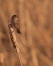A bird on a plant