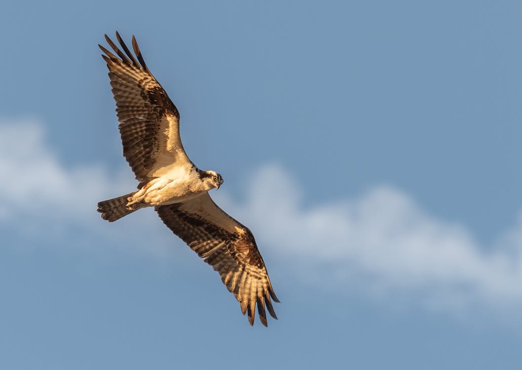 Fotografia Selettiva Di Flying Black Falcon