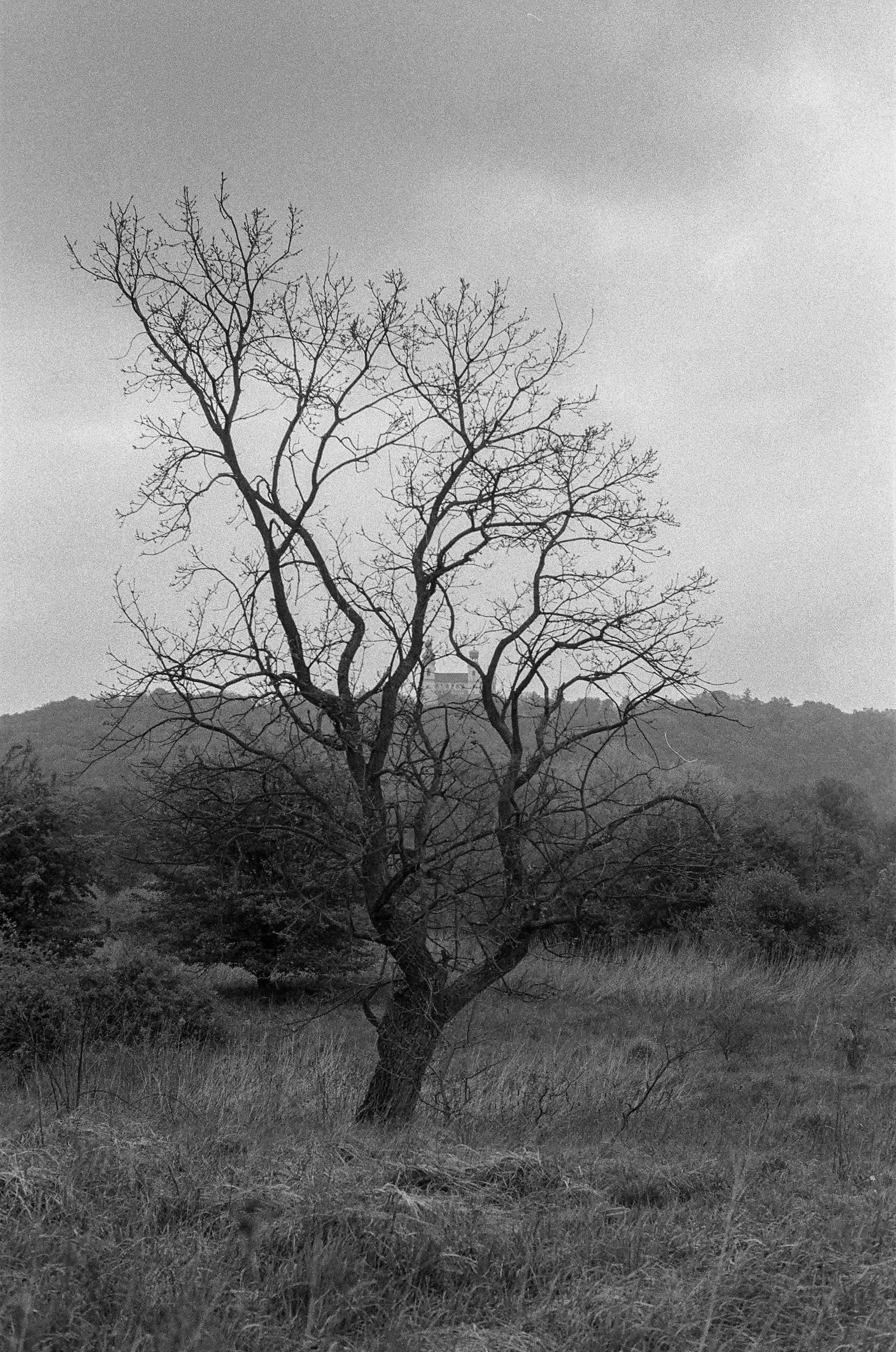 Black and white landscape featuring a solitary leafless tree in the countryside.