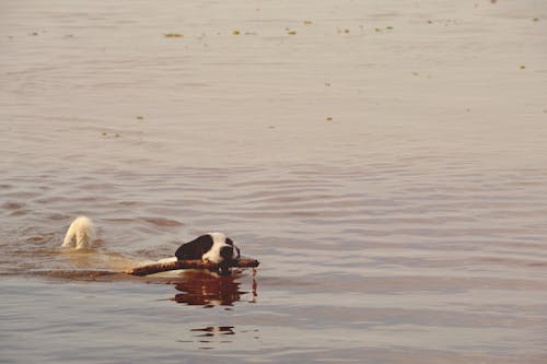 Cachorro Com Pêlo Curto Preto E Branco Com Um Galho Na Boca Flutuando Na água