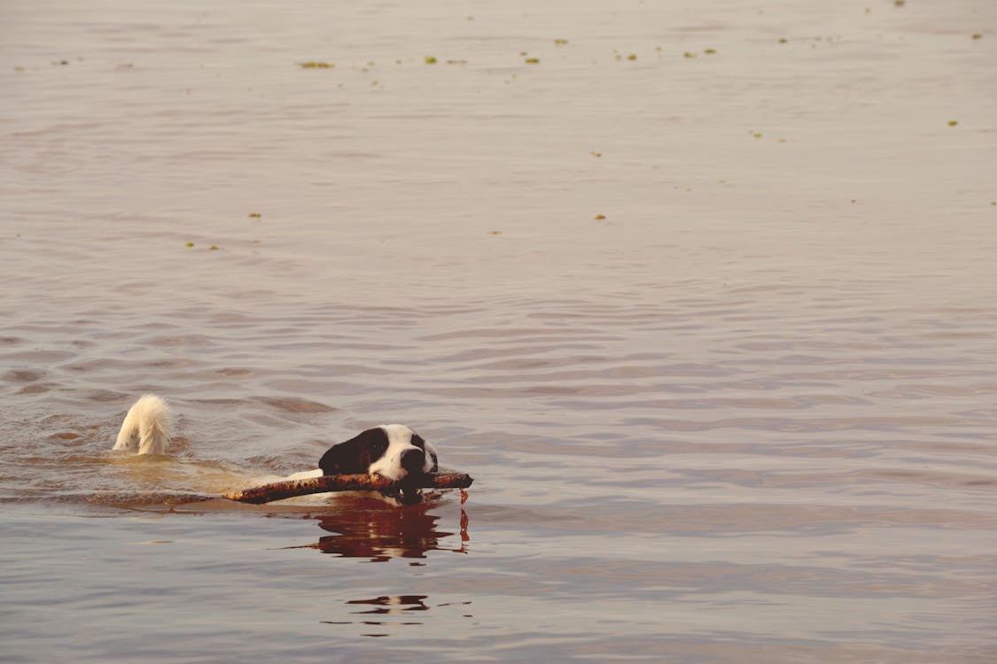 無料 水に浮かぶ口に小枝が入った黒と白のショートコート犬 写真素材