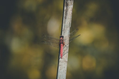 Free Red Dragonfly on Grey Branch Stock Photo