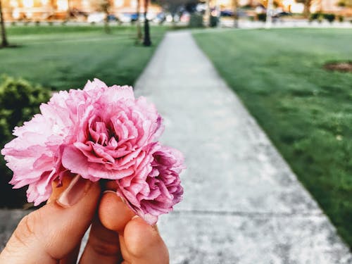 無料 ピンクの花のクローズアップ写真 写真素材