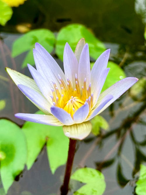 Close-Up Shot of a Blooming Lotus Flower