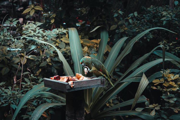 Parrot Eating Fruit From Bird Feeder