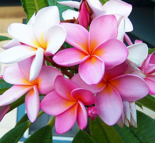 Free stock photo of beach, beach flower, beautiful flowers Stock Photo