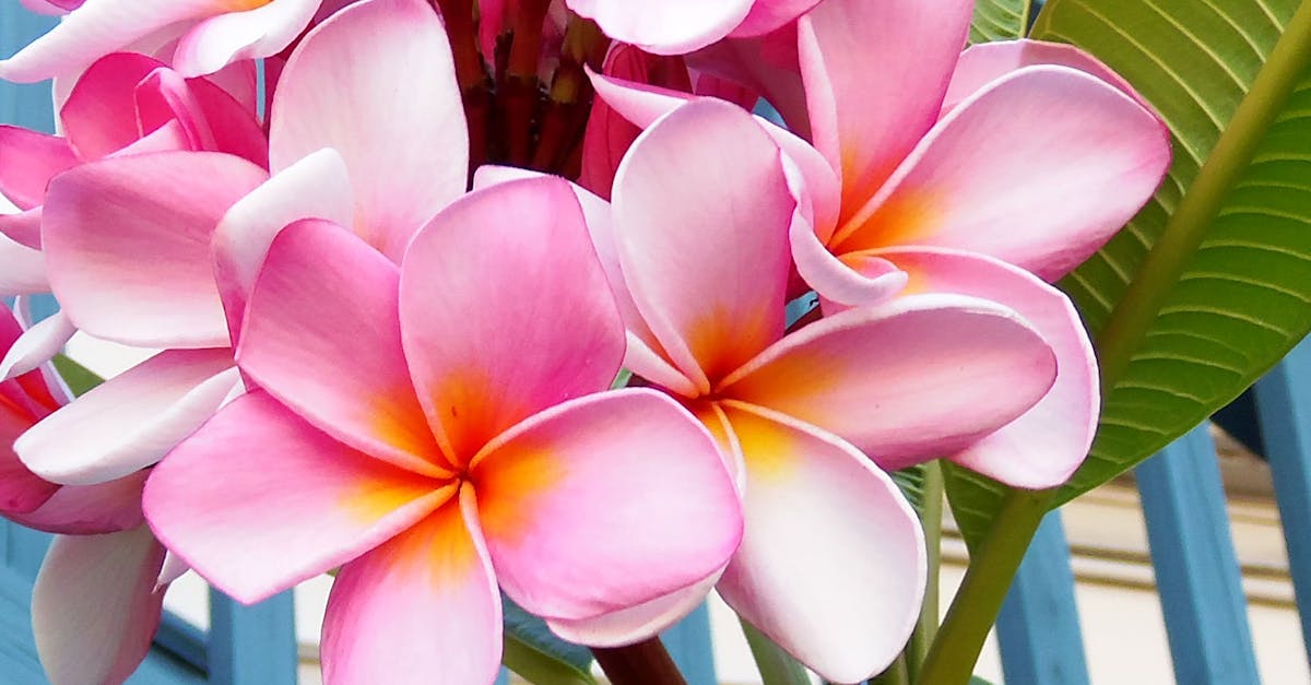 トロピカル ハワイ ハワイアンの無料の写真素材 トロピカル ハワイ ハワイアンの無料の写真素材