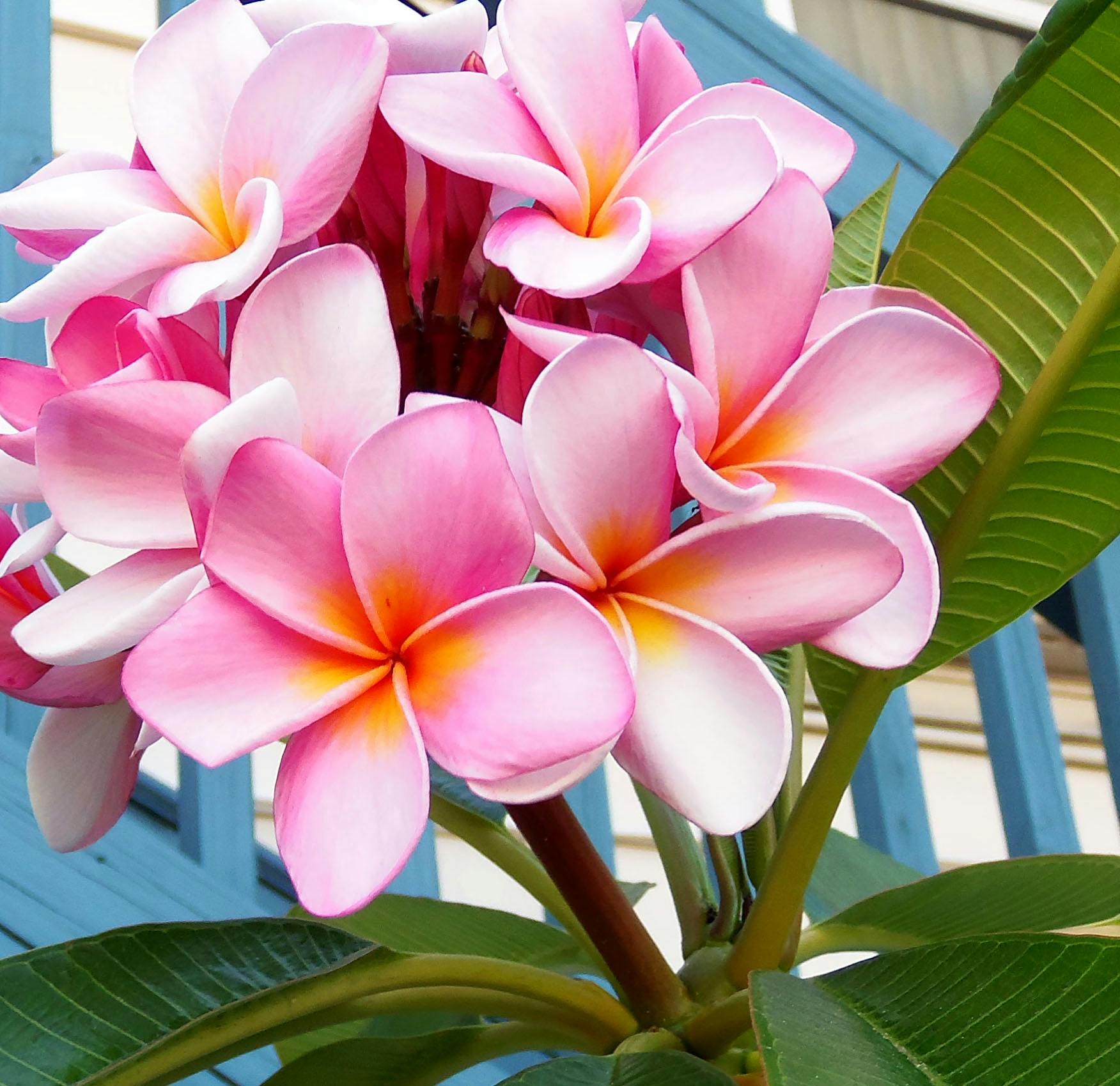 すべての美しい花の画像 上壁紙 ハワイ 花 写真 無料