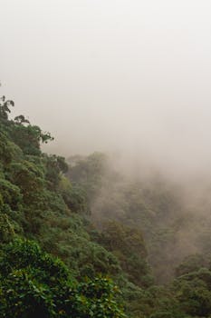 A serene foggy forest scene with lush treetops covered in mist, creating a dreamy atmosphere.