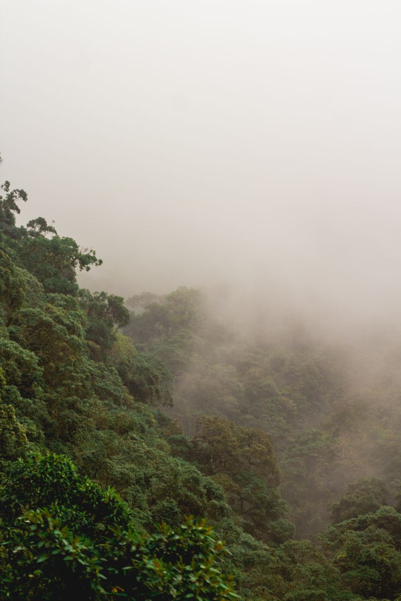 Monteverde forêt nuageuse arbres brume Costa Rica