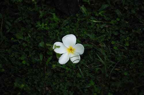 Ingyenes stockfotó darált, fehér virág, közelkép témában