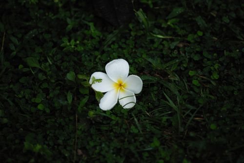 Free A serene white flower lying on a bed of green foliage, conveying natural beauty. Stock Photo