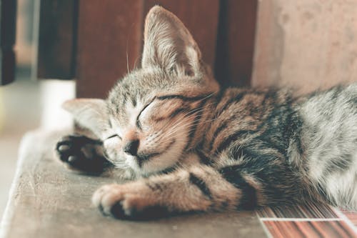 Фотография спящего полосатого кота крупным планом
