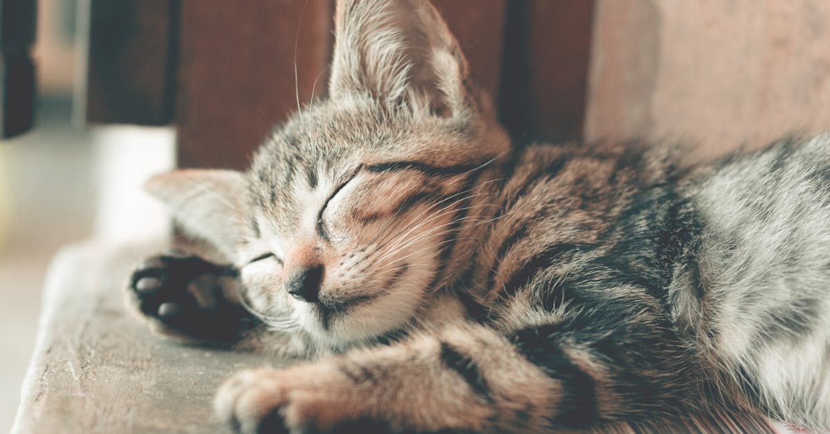 Close-up of a cute tabby kitten sleeping with soft fur indoors, capturing a serene and restful moment.