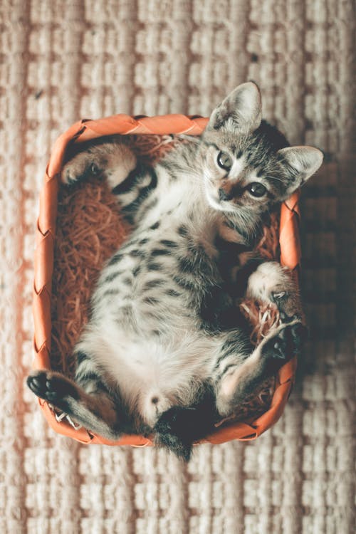 주황색 바구니에 누워있는 얼룩 무늬 고양이의 사진