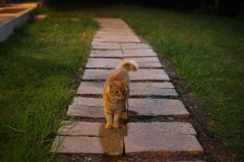 猫のゴロゴロは骨を治していた?科学が答えを出した動物の謎行動5選