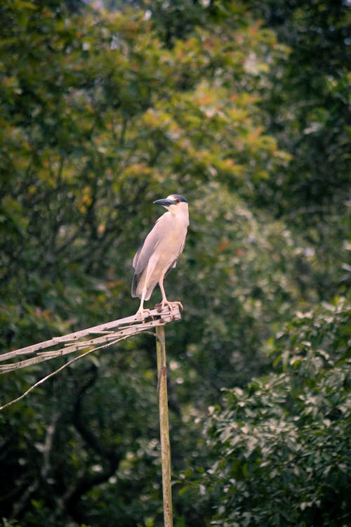 A White and Gray Bird on a Television Antenna