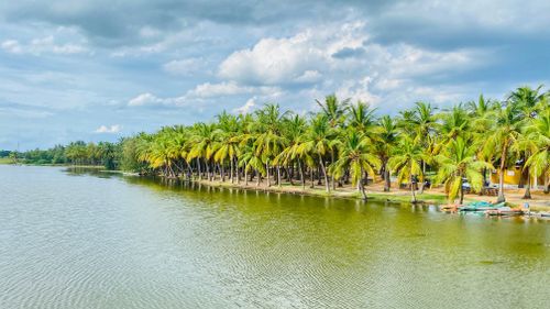 Free Serene scene of lush coconut palms by a calm water body under a blue sky with white clouds. Stock Photo