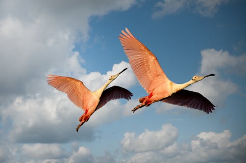 無料 青い空の下を飛んでいる2匹のベニヘラサギのローアングル写真 写真素材