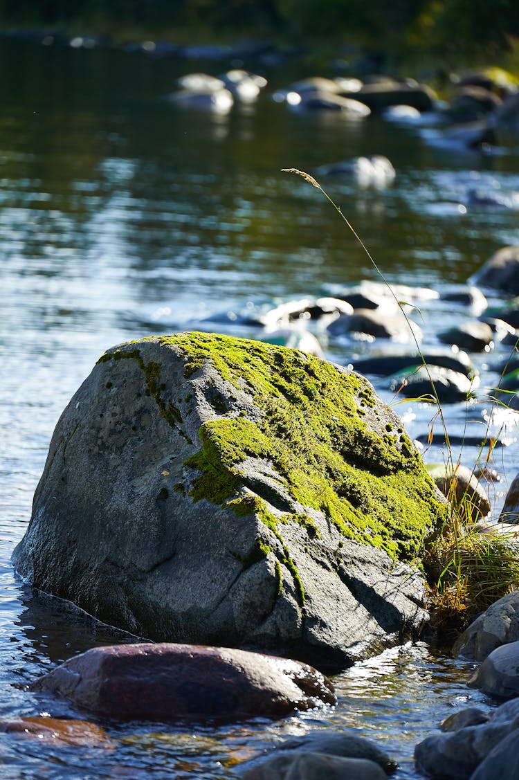 Moss On Stone In Water