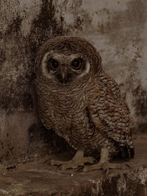 Kostnadsfria Kostnadsfri bild av djur, fågelfotografering, mottled wood owl Stock foto
