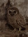 Brown Owl on Brown Tree Trunk