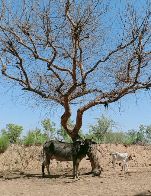 Cows Standing Under the Tree