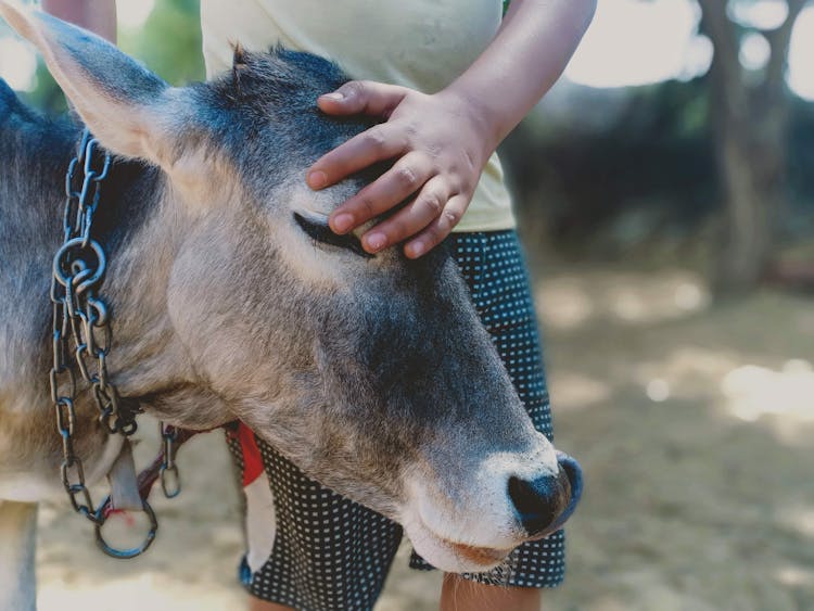 Hand Petting Donkey