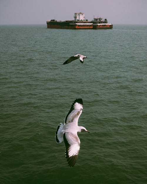Free Bird Flying Over the Sea Stock Photo