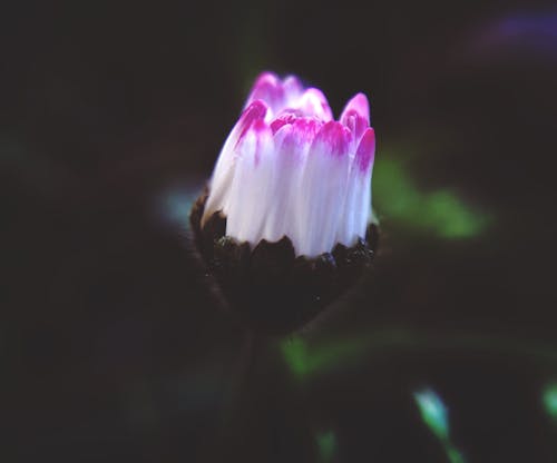 Fotografia De Close Up De Uma Flor Branca E Rosa