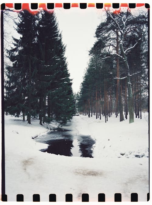 бесплатная Бесплатное стоковое фото с вертикальный выстрел, деревья, зима Стоковое фото