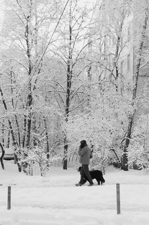 Free Person walking a dog in a snowy Moscow park on a winter day. Stock Photo