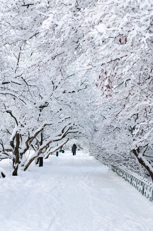 Free A person walks through a snowy path lined with trees in a beautiful Moscow winter scene. Stock Photo