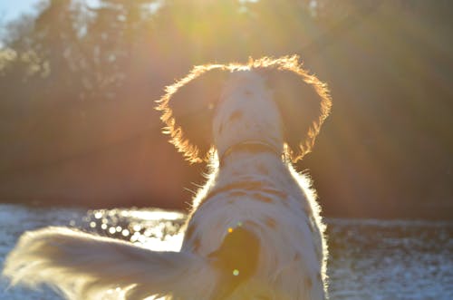 Ilmainen kuvapankkikuva tunnisteilla aurinko, englanninkielinen seteri, koira