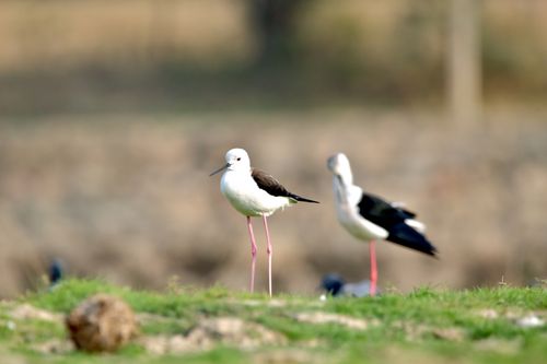 Free Detailed view of Black-Winged Stilts (Himantopus himantopus) wading in a natural setting. Stock Photo