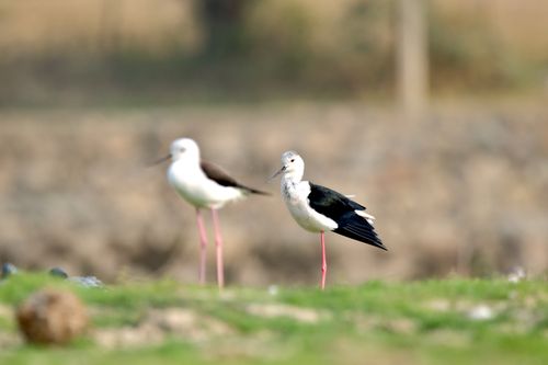 Free Black-winged stilts standing gracefully in a blurred natural setting, showcasing their striking contrast and elegance. Stock Photo