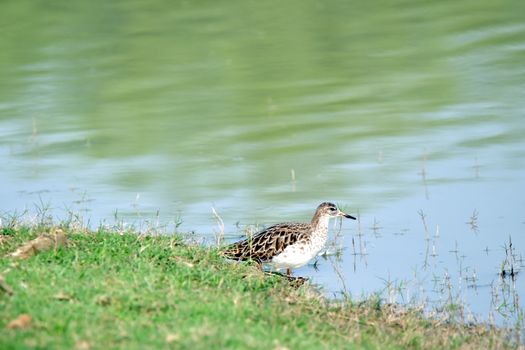 Bird Standing by the River