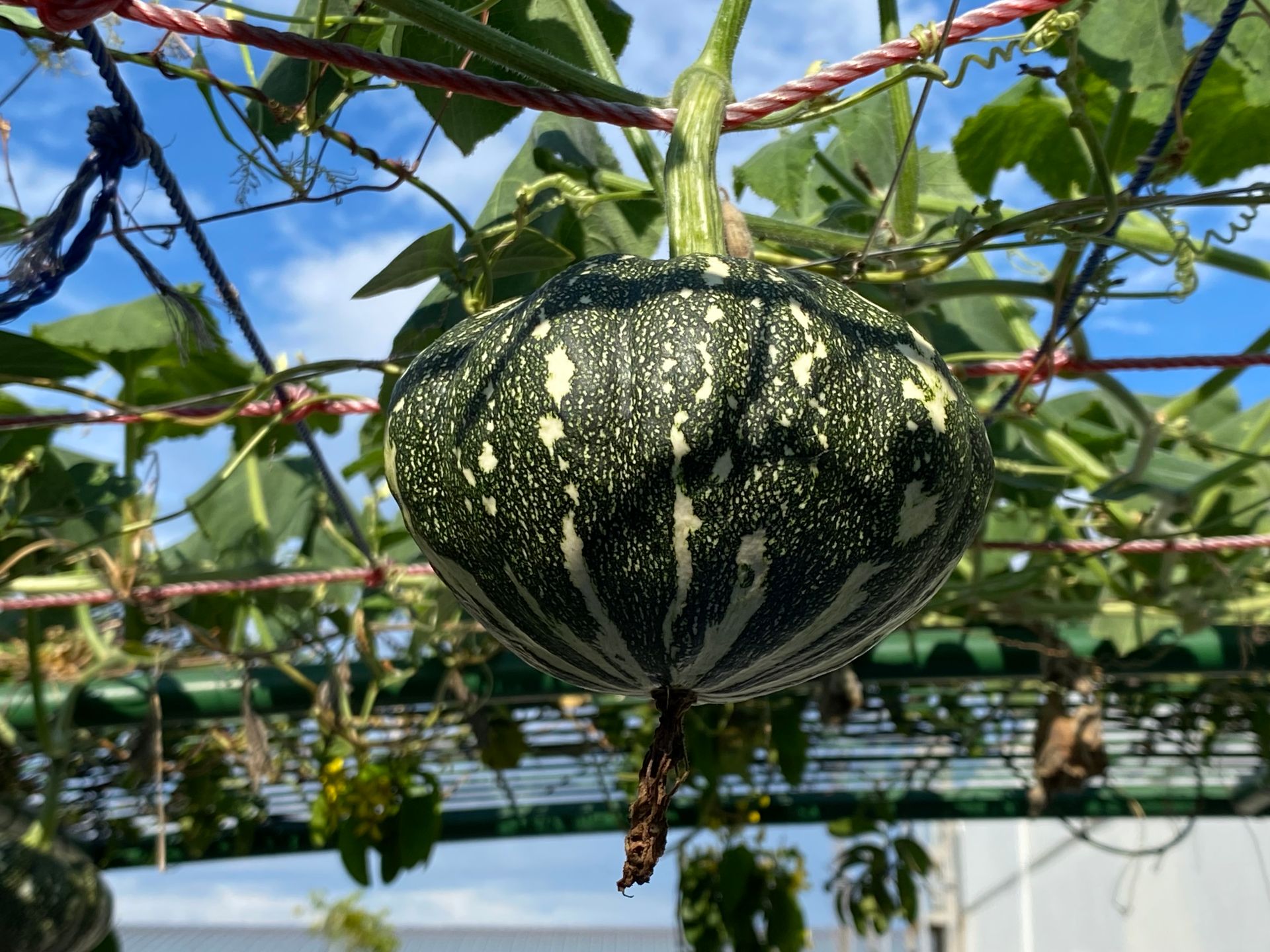 Detailed close-up of a hanging green pumpkin plant with leaves against a blue sky.