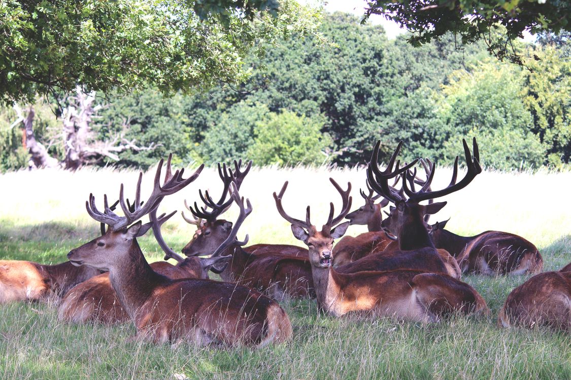 Free Group of Deers Stock Photo